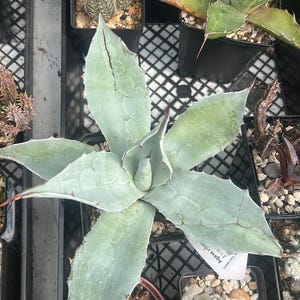agave