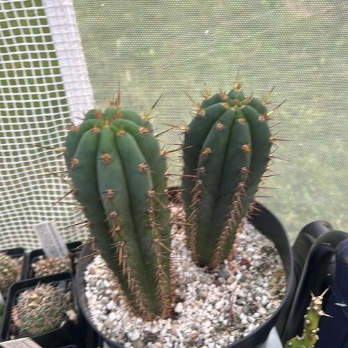 サボテン - Etsy 日本