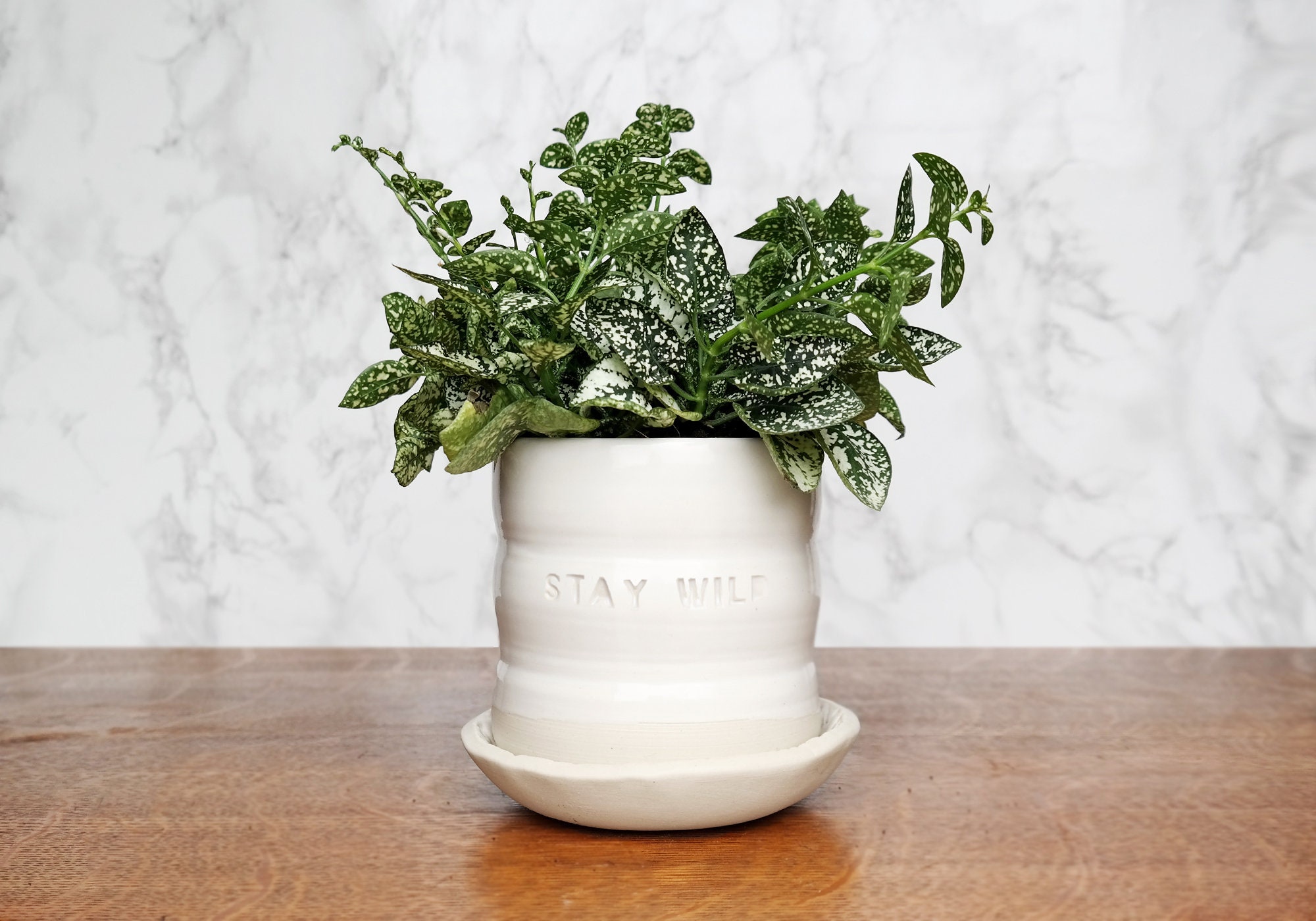 Restez Sauvage Jardinière en Céramique Blanche - Intérieure Pot de Jardinière avec Soucoupe