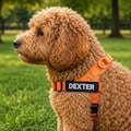 Custom Dog Name Patch | Personalised Velcro Tag/Sew-on | Embroidered Pet Label | Tactical Harness Accessory product logo