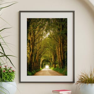 May include: A framed photograph of a road lined with trees, creating a tunnel effect. The road leads to a bright light at the end of the tunnel.