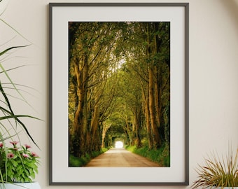 Tree Tunnel Print: Jersey Channel Islands Nature Photography