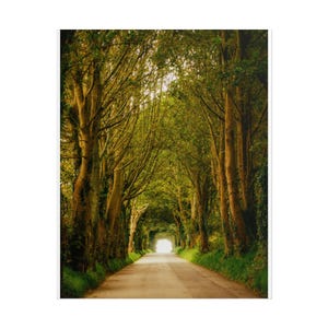 Tree Tunnel Print: Jersey Channel Islands Nature Photography image 5