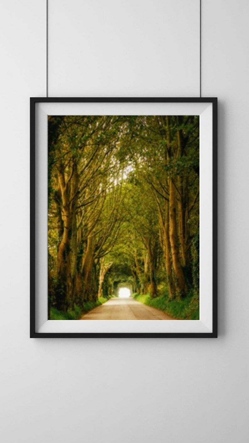 A lush tree tunnel is a breathtaking natural pathway where towering trees arch overhead, forming a canopy of dense, vibrant green foliage.