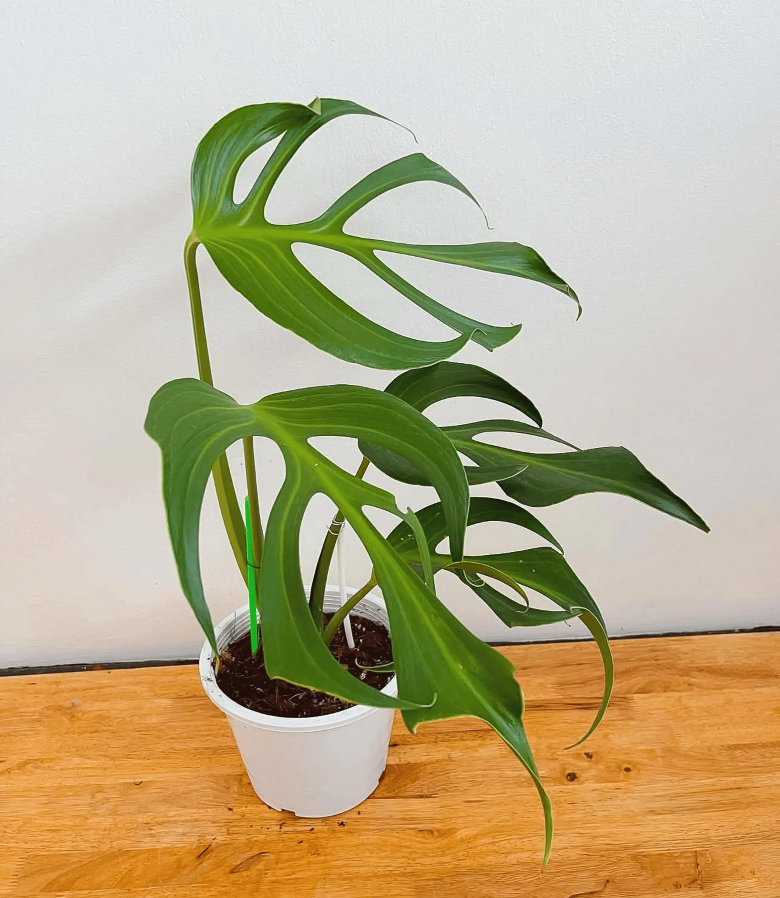 その他観葉植物 Monstera burle marx's flame Monstera burle marx flame - Etsy 日本