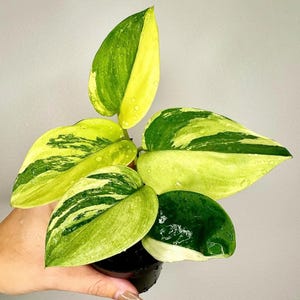 Hoya polyneura 斑入り？ Hoya polyneura inner variegated - Etsy 日本