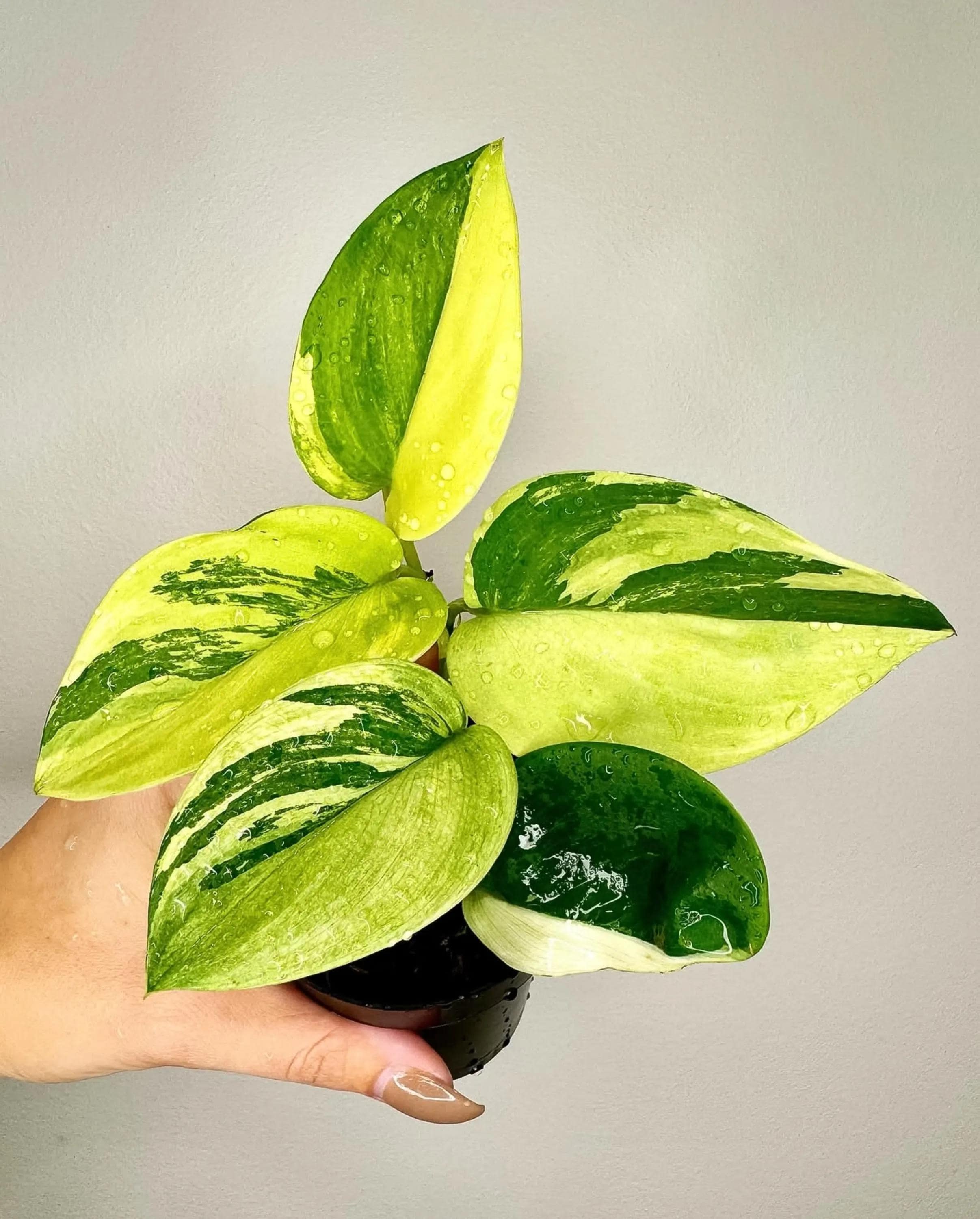 Hoya polyneura 斑入り？ Hoya polyneura inner variegated - Etsy 日本