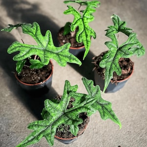 Variegated jacklyn - Etsy 日本