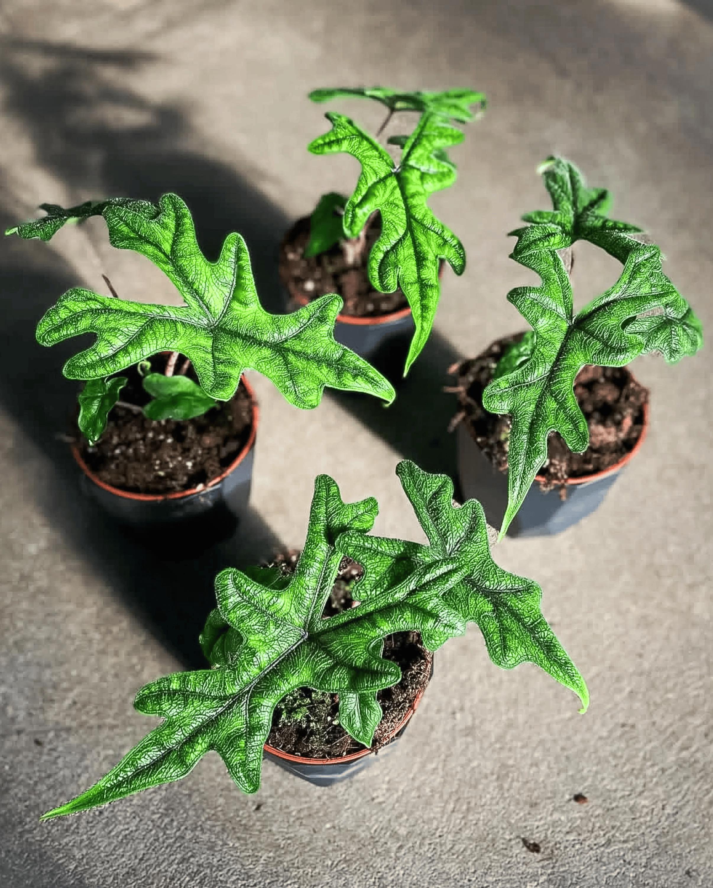 Alocasia melo albo - Etsy 日本