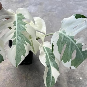 Monstera white lava - Etsy 日本