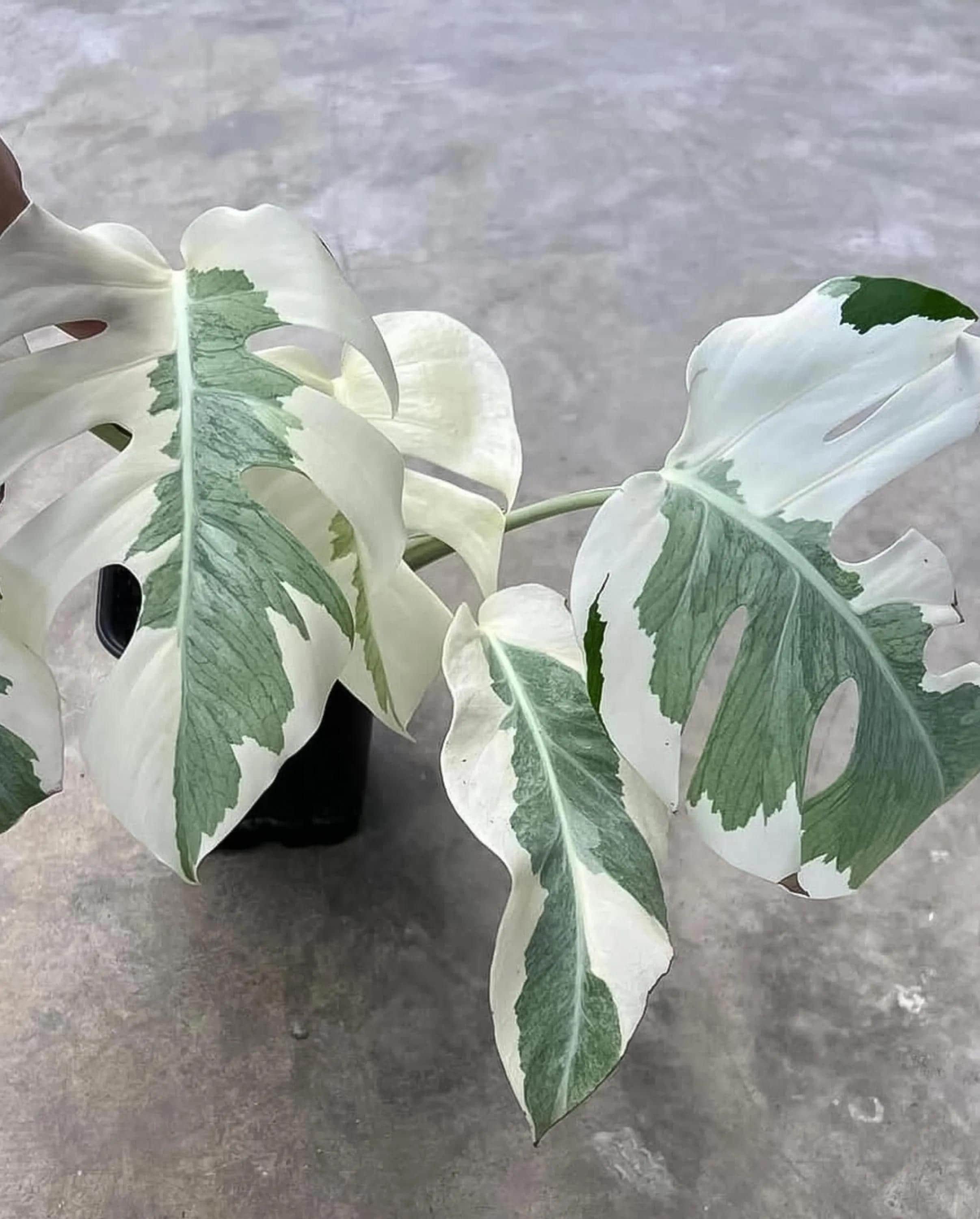 Monstera white lava - Etsy 日本