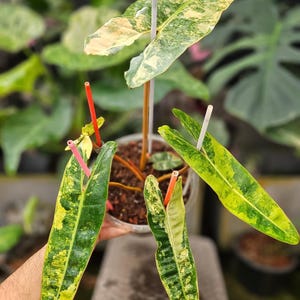 Philodendron jungle fever - Etsy 日本