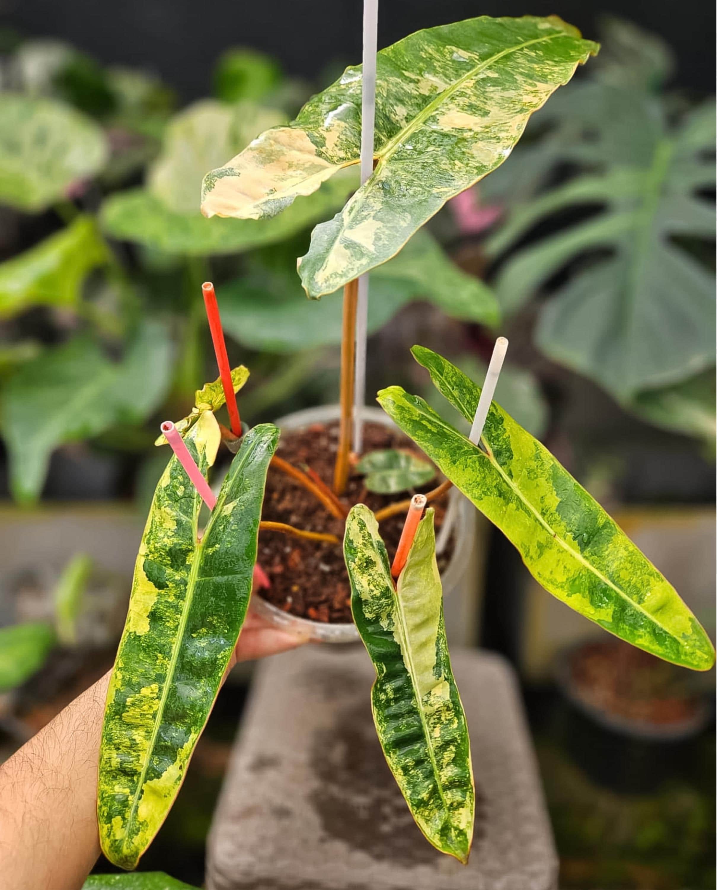 Philodendron billietiae variegated - Etsy 日本