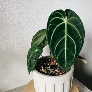 Anthurium dressleri - Etsy 日本
