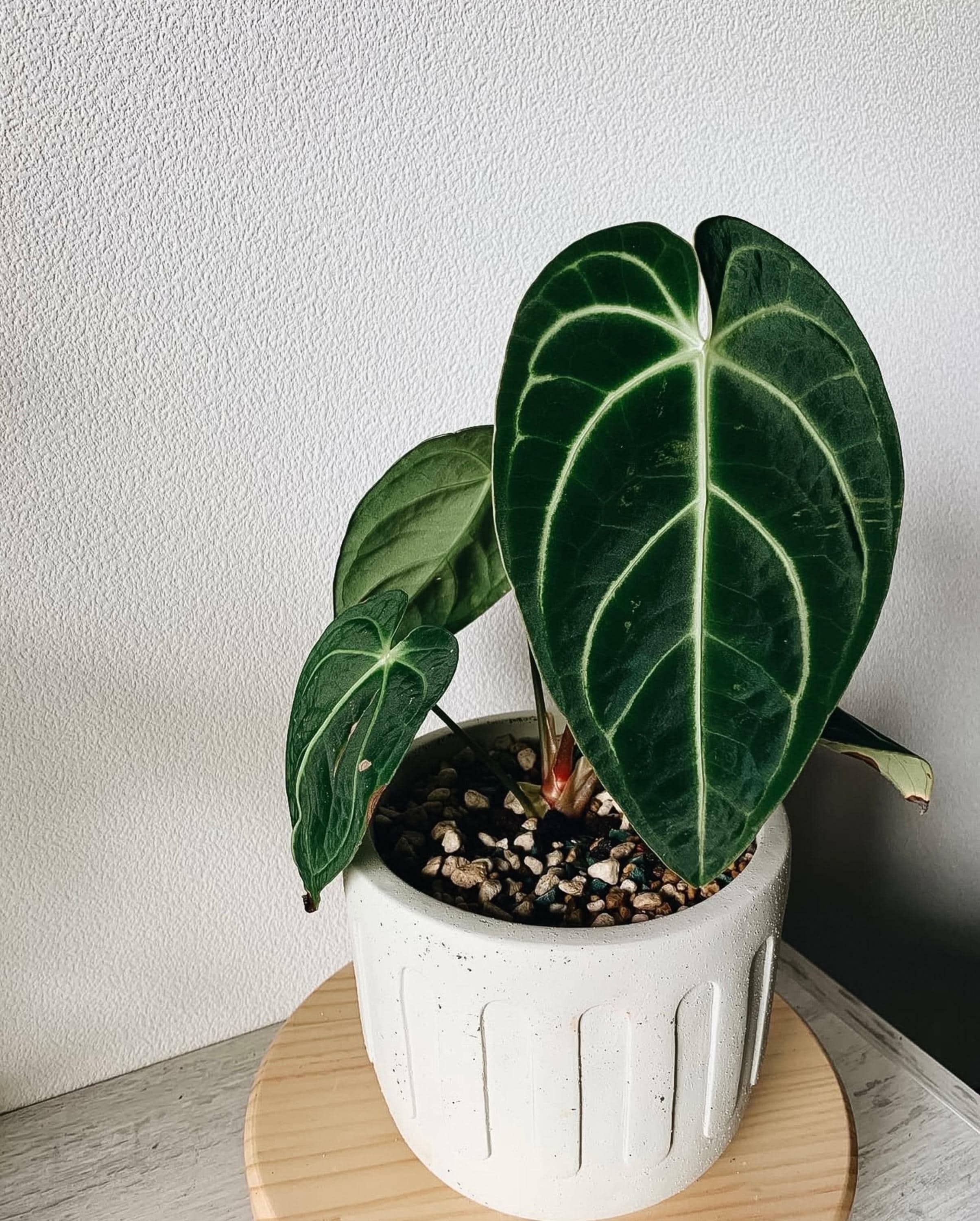 Anthurium dressleri - Etsy 日本