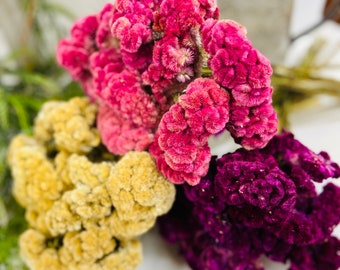 Bunch of Dried Cockscomb, You Choose Color