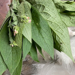 May include: A bunch of green leaves with small pink flowers.