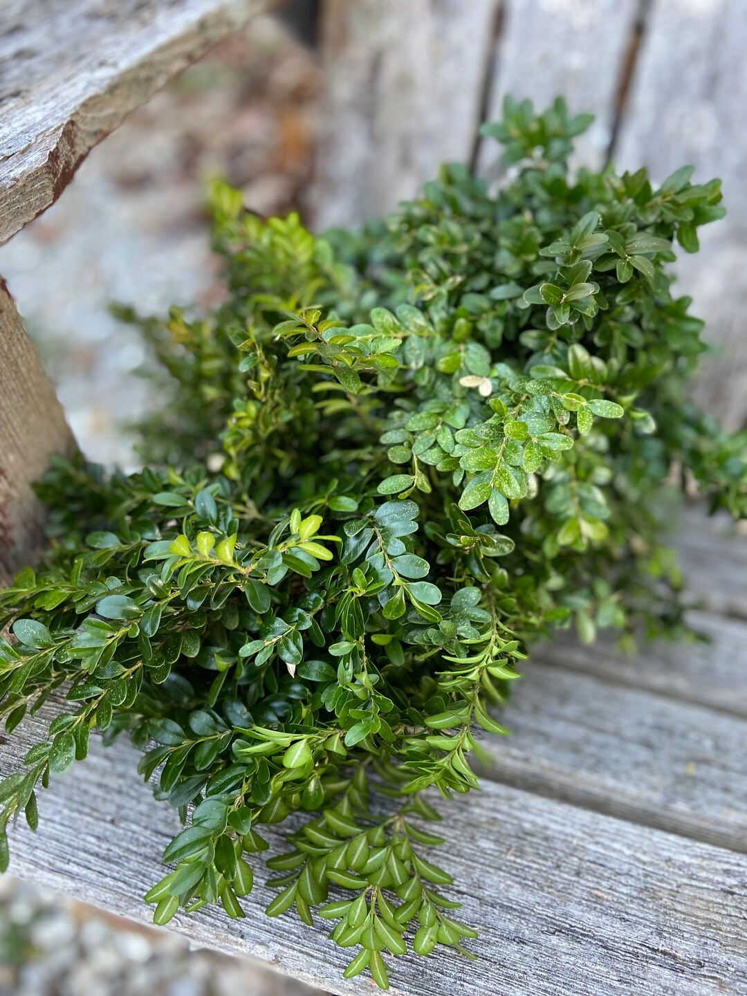 Fresh Cut Boxwood, Cuttings and Branches From Amherst County, Va ...