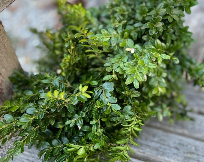 Fresh Boxwood, Fresh Wedding Greenery, Boxwood by the Pound, Fresh ...