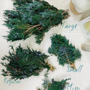 Preserved Berried Juniper image 8