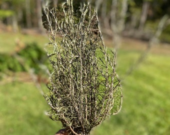 Dried Rosemary | Virginia Grown | Large Bunch | All Natural