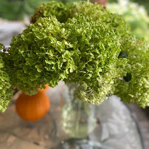 Dried Annabelle Hydrangea Bunch - Green