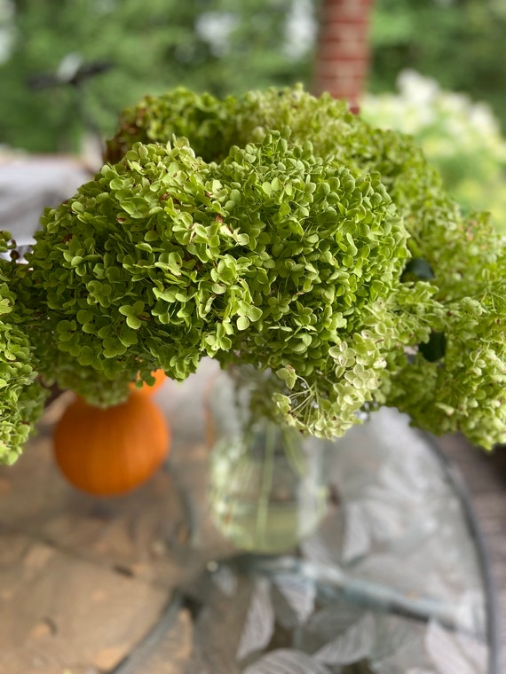Dried Annabelle Hydrangea Bunch - You choose color - Small Blooms