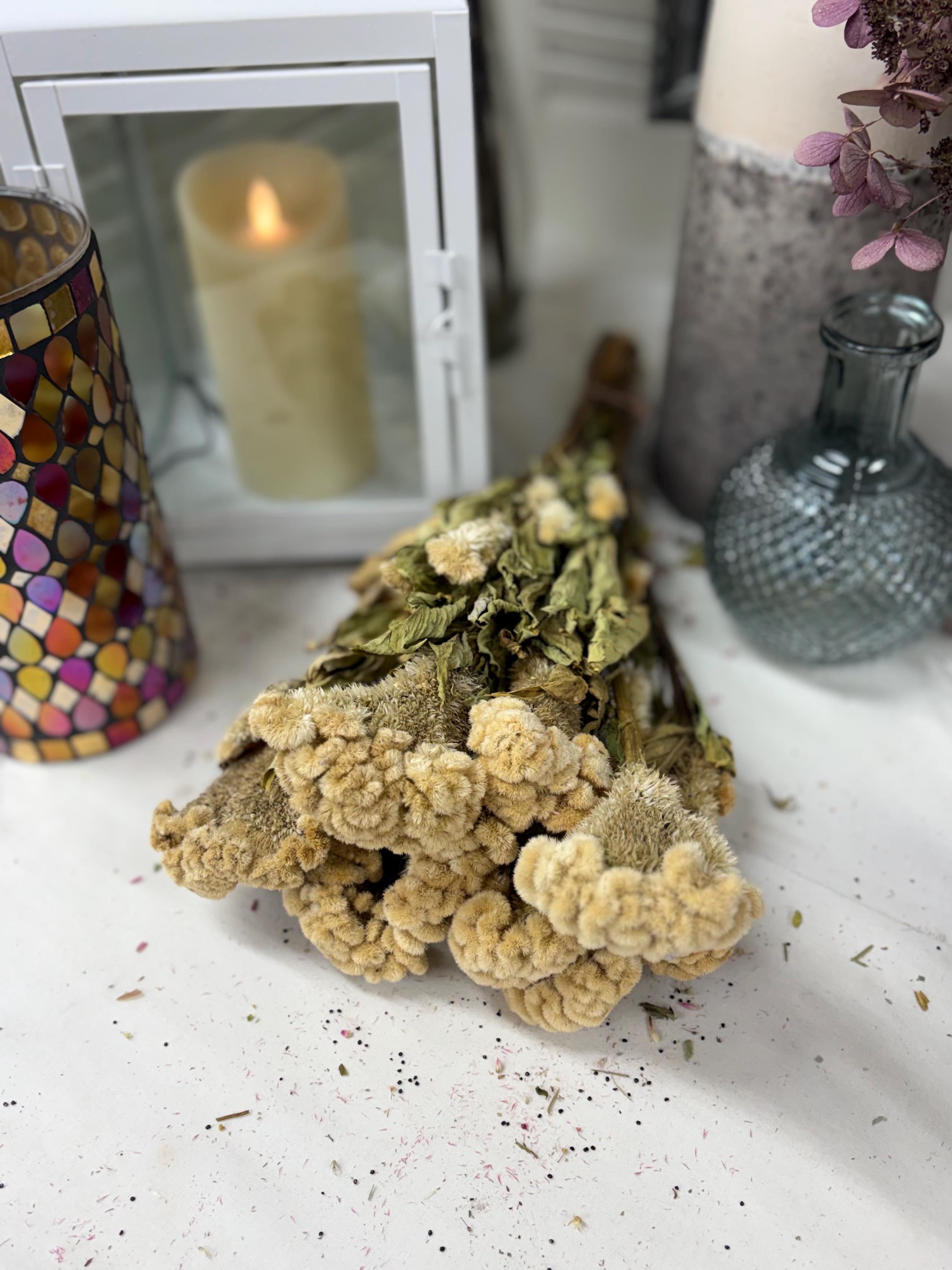 Bunch of Dried Cockscomb, You Choose Color: Wedding and Home Decor - Etsy