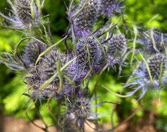 Dried Blue Thistle Eryngium | Home Decor