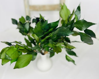 Preserved Hedera - Regular Bunch