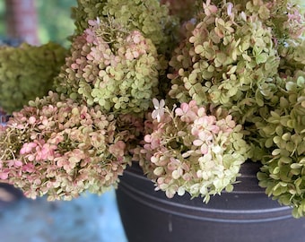 Dried Hydrangea stems | Paniculata Large or Medium Blooms | Beautiful Home Decor - Set of 5 - Pre Order Shipping in Fall