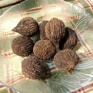 May include: A clear glass bowl filled with several dark brown, textured walnuts. The bowl has a decorative, scalloped edge and sits on a plaid tablecloth. The walnuts are roughly spherical with a rough, textured surface.