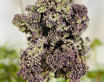 Bunch of Dried Greek Purple Oregano