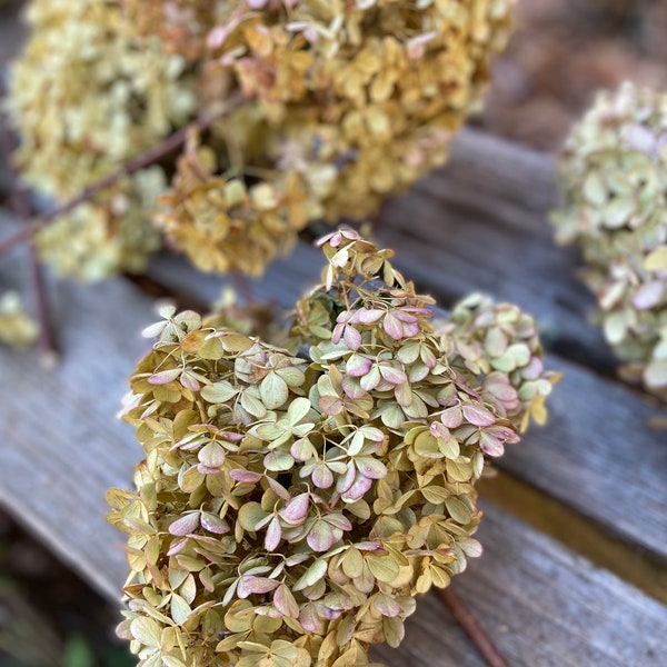 Dried Hydrangea Etsy