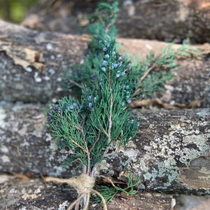 Preserved Berried Juniper image 4