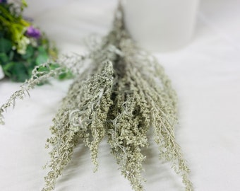 Dried Wormwood - Medium Bunch | Silver King Artemesia Ludoviciana