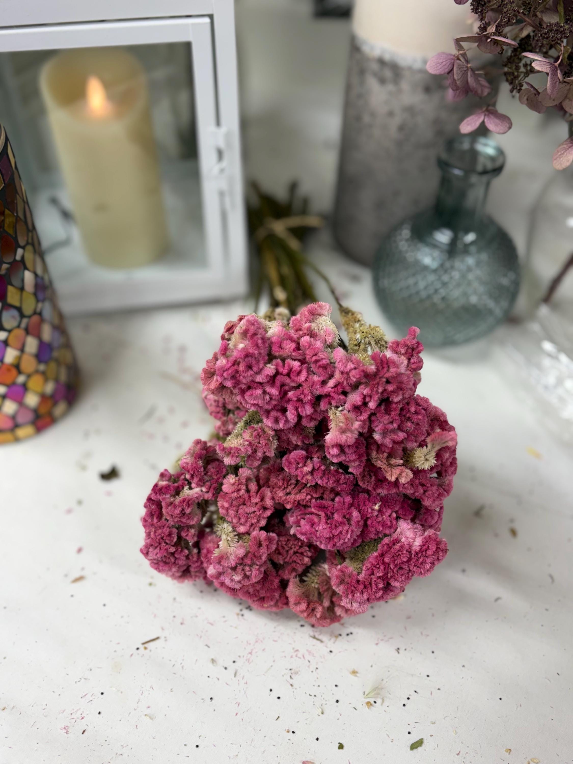 Bunch of Dried Cockscomb, You Choose Color: Wedding and Home Decor - Etsy