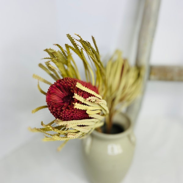 Banksia Hookerana Natural or Red, Home Decor