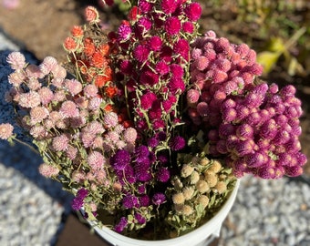 Dried Bunch of Globe Amaranth: You choose Color and Size