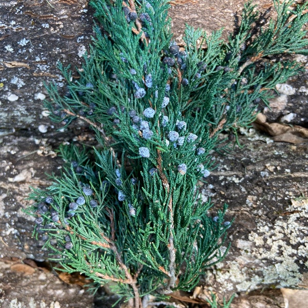 Preserved Berried Juniper