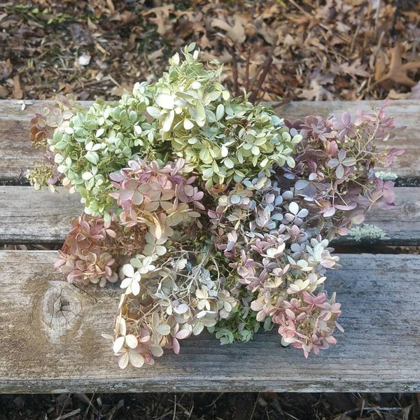 Dried Hydrangea Medium to Large  Blooms *You choose Color