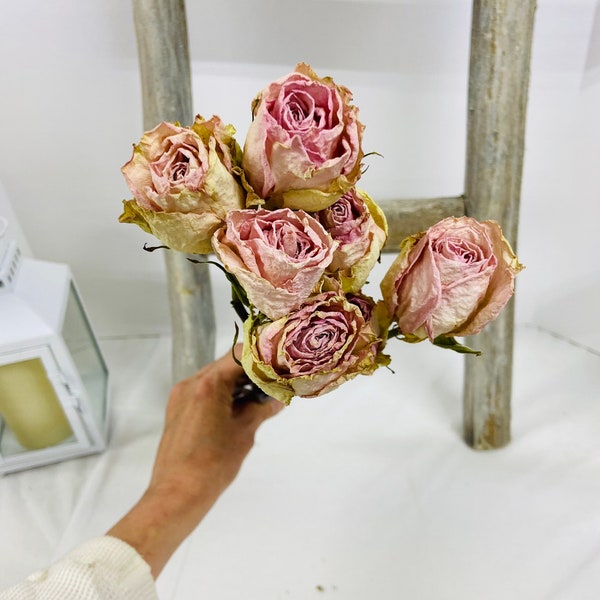 Dried Roses, Cream Vanilla Blush | Wedding and Home Decor