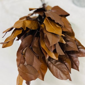 Preserved Salal Lemon Leaf Large Bunch, Home Decor You choose color brown copper