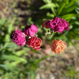 Dried Peony, 6 Stems, Variety