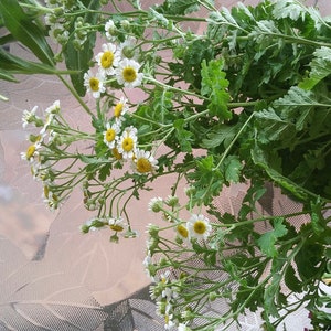Bunch of Dried Feverfew | Amherst County, VA | All Natural
