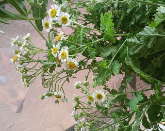 Bunch of Dried Feverfew | Amherst County, VA | All Natural