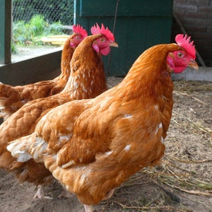 Chicken Coop Nesting Box Herbs Aromatic Herbs for your Flock image 2