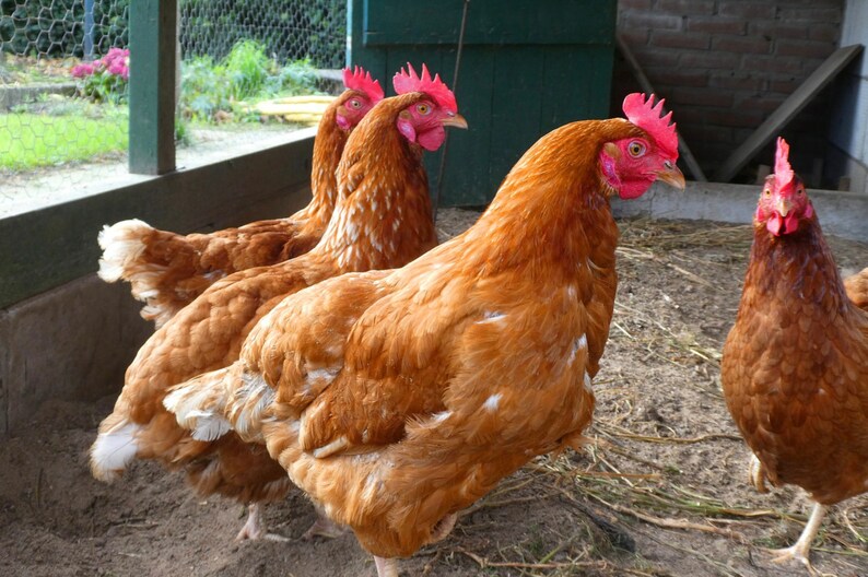 Chicken Coop Nesting Box Herbs Aromatic Herbs for your Flock image 2