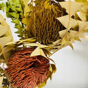 Dried Banksia Baxteri, Home Decor