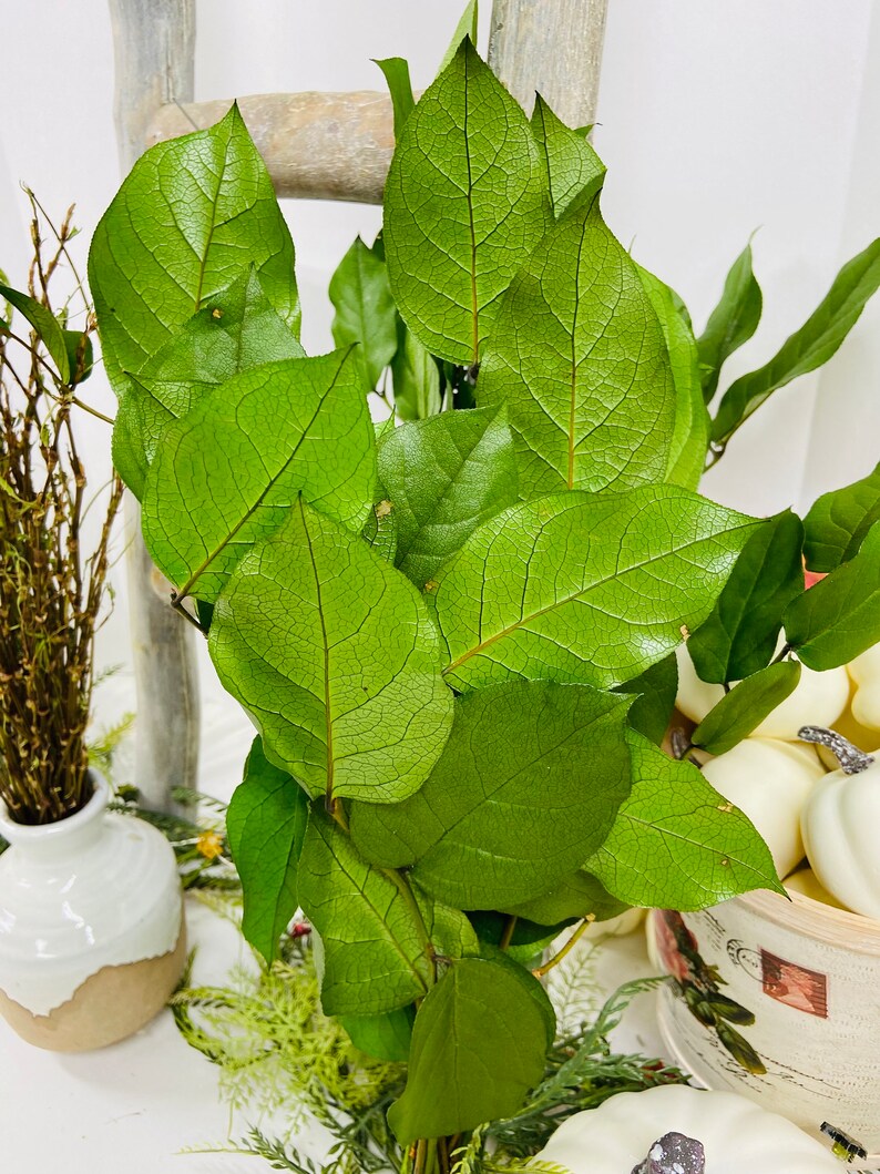 Preserved Salal Lemon Leaf Large Bunch, Home Decor You choose color image 2